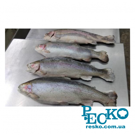 Апарат шокової заморозки Frosty BCF 60 шафа шок фризер камера